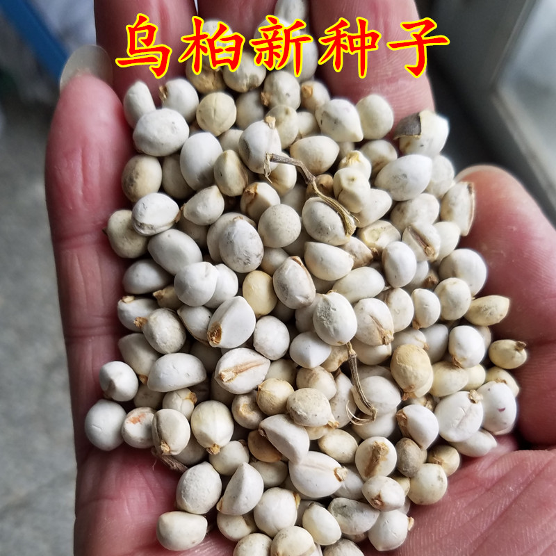 新采乌桕树种子籽 腊子树种子 乌桕种子桕子树种子 木子树籽种子