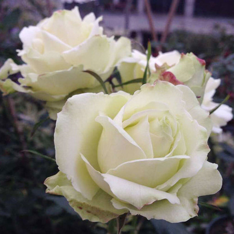 大花月季月季花花苗绿云多季开花花卉绿植阳台时令草本花卉