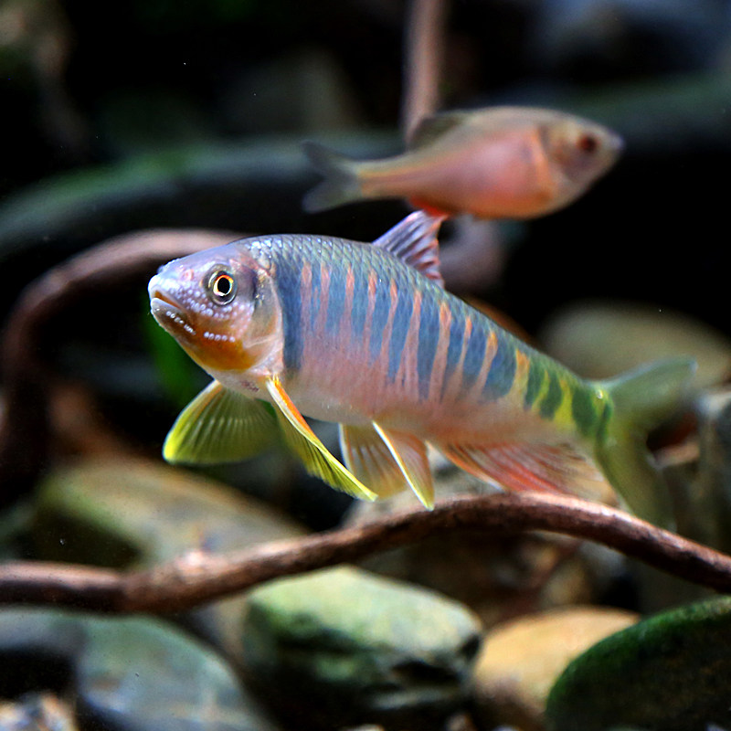 溪流冷水鱼淡水中层凶猛猛鱼长鳍马口鱲鱲观赏鱼鱼
