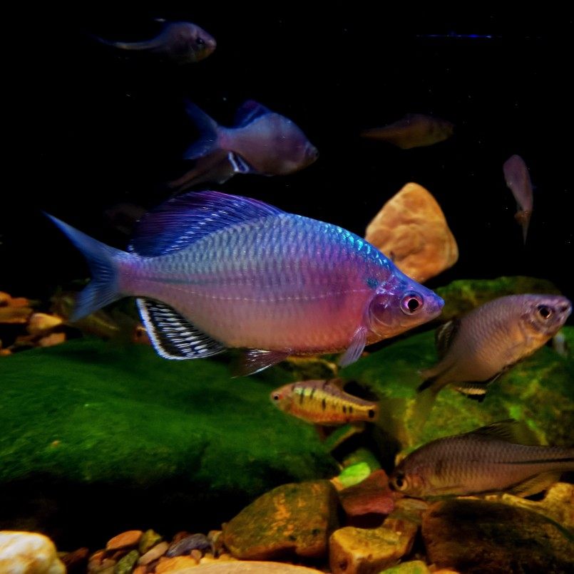 原生越南鱊广齐氏短须彩石鳑鲏溪流冷水观赏鱼鱼