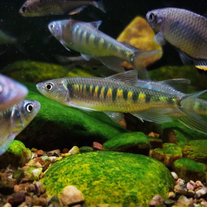 溪流冷水鱼淡水中层凶猛猛鱼长鳍马口鱲鱲观赏鱼鱼