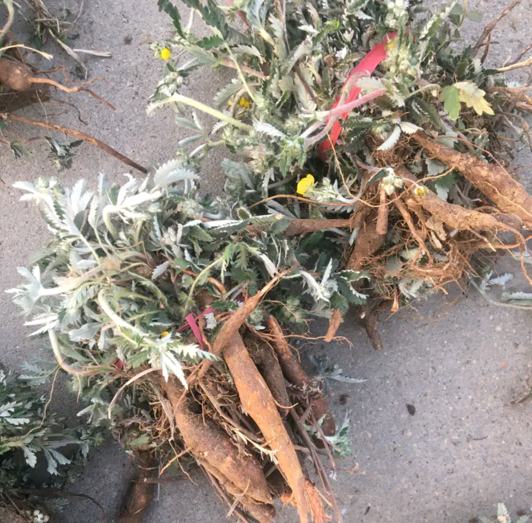 翻白送一2021年野生新鲜整棵带根干品草根500g其他药食同源食品