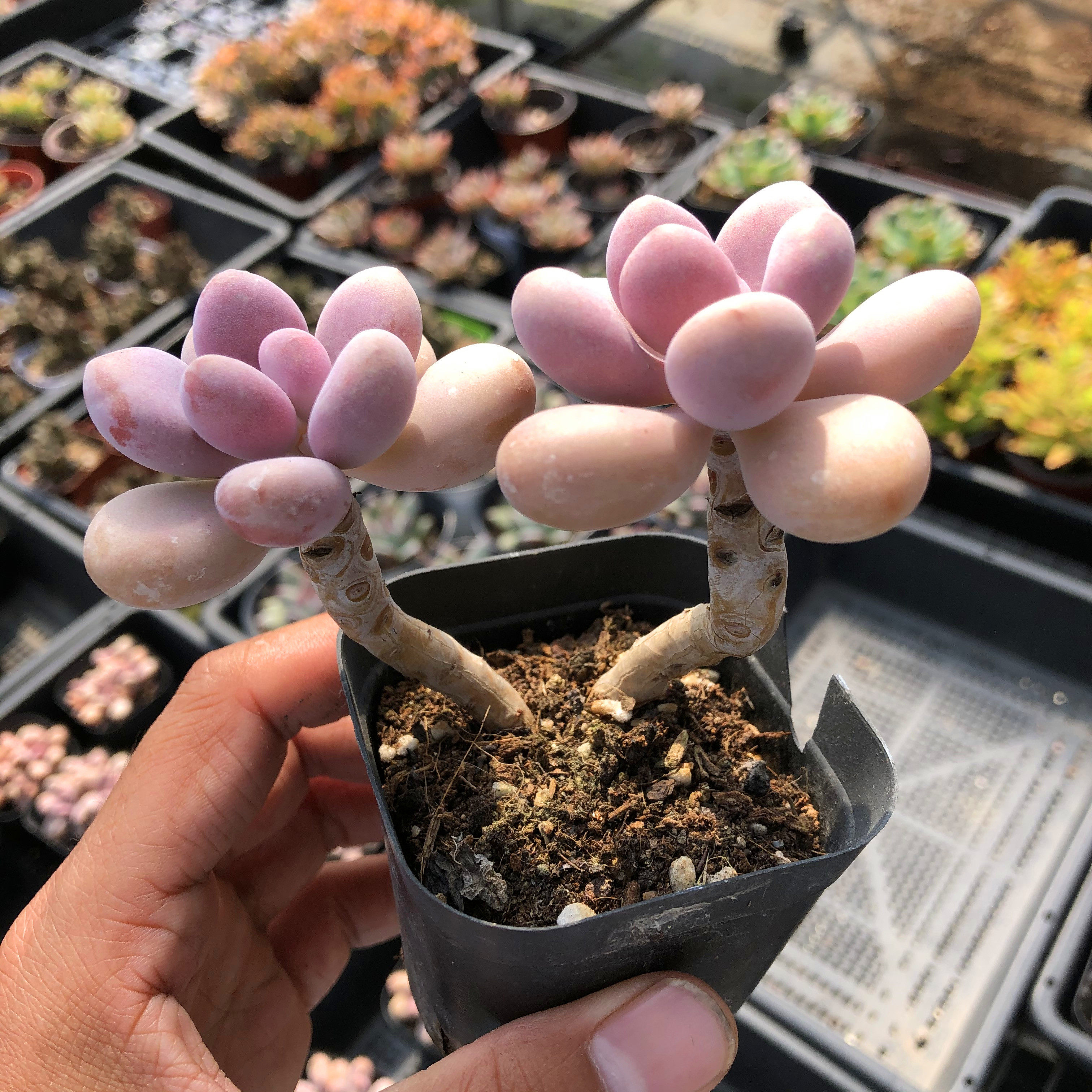 亚美桃蛋水光针多植物老桩一物一拍多肉植物