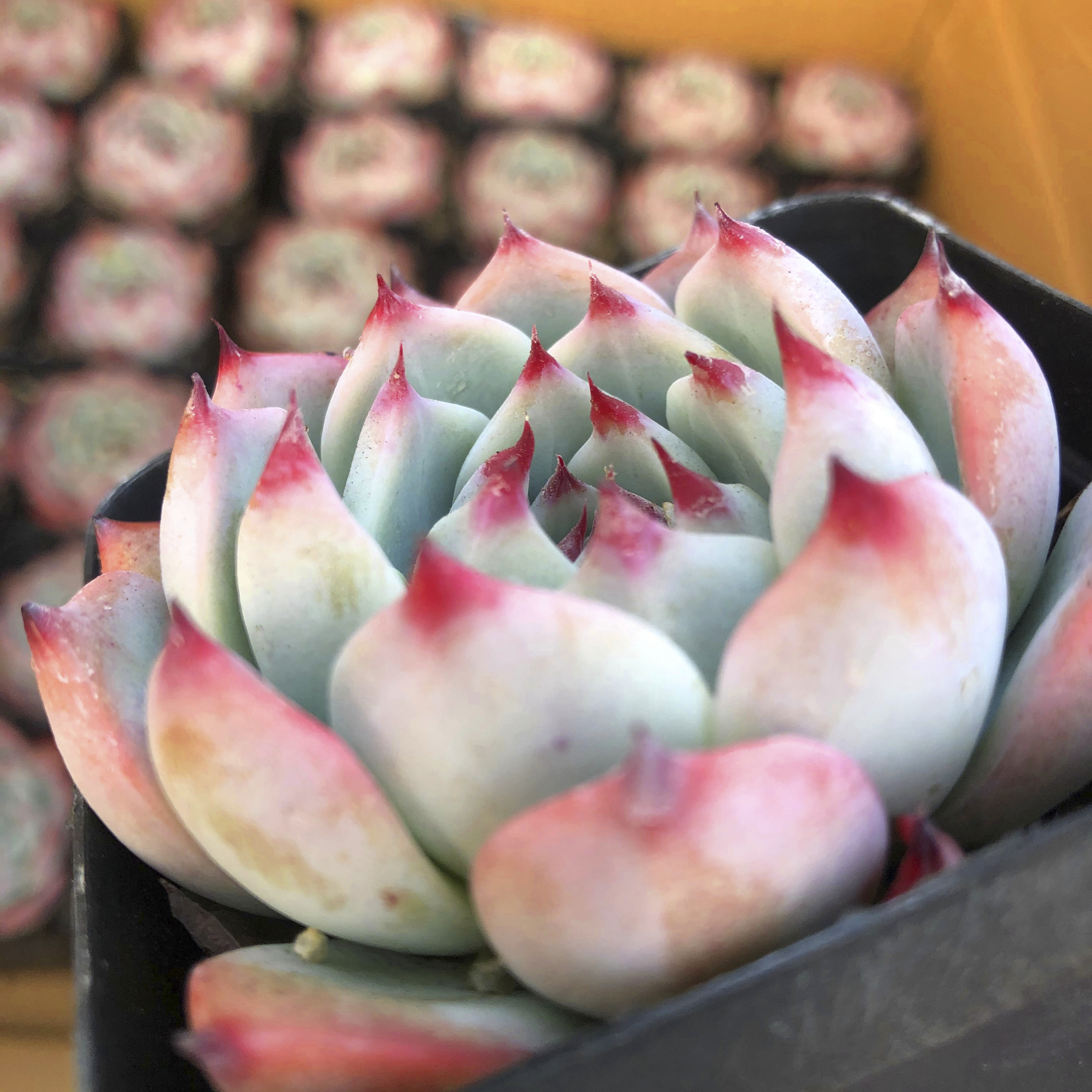 多肉水蜜桃一物一拍桃太郎吉娃娃林赛多赛多实物拍摄多肉植物