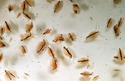 水蚤活体改良鱼虫红虫水虱子鱼食卵饲料清洁观赏鱼饲料