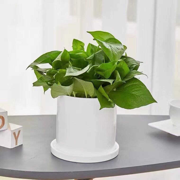 绿萝盆栽甲醛净化空气美观书房办公办公桌桌面客厅绿植