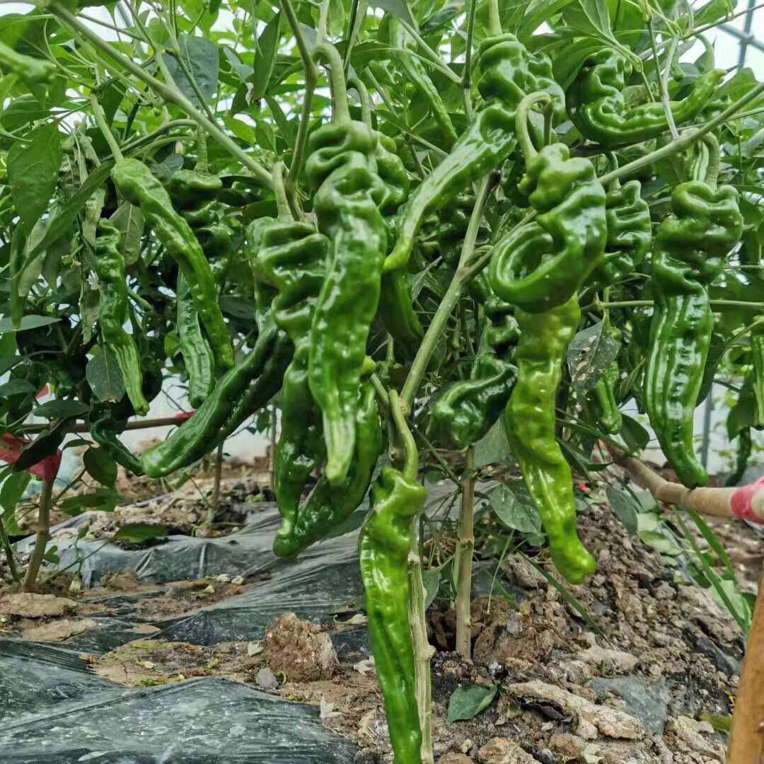 皱皮辣椒种子春季香辣薄皮椒种月黑马小皱皮大家庭园艺种子
