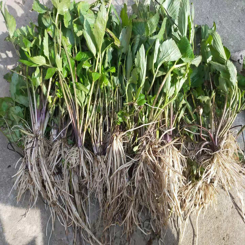 山辣椒中草药野生新鲜毛茛草茴茴蒜起泡菜外用外敷起泡 紫茎毛茛