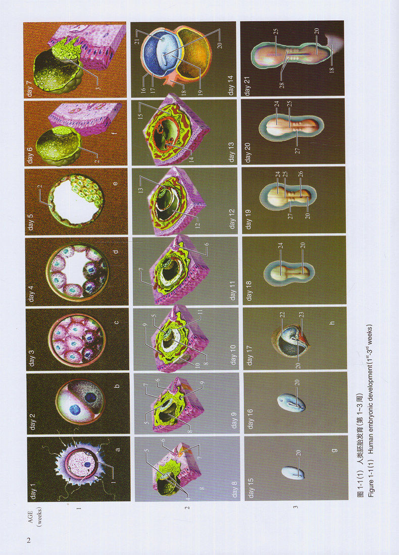 人类胚胎学图谱刘慧主编基础医学书籍人民卫生出版社社会科学其它
