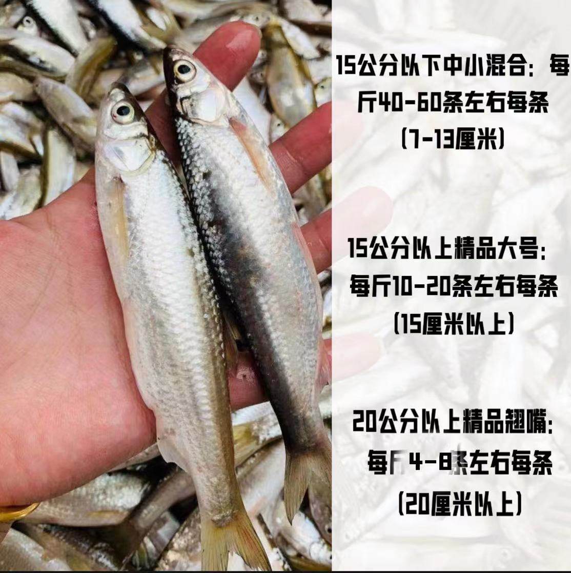 顺丰包邮小白条新鲜小河河鱼淡水杂鱼餐条刁子鱼淡水鱼类