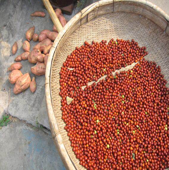 东北农村山上野生山朝阳特产偏小红枣新鲜应季手枣