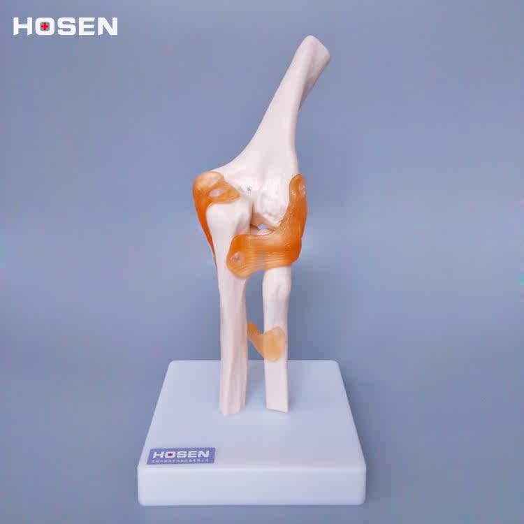 肘关节模型肘部手肘模具人体桡骨骼韧带结构模型骨架教学立体医学