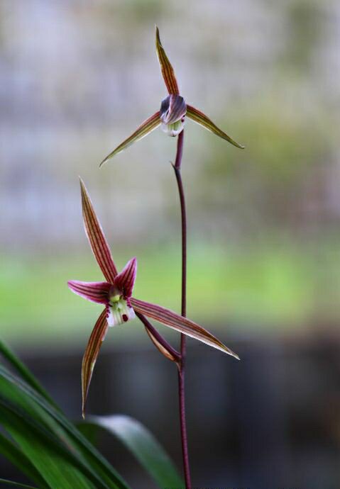 包邮自然名品兰花花苗寒兰紫猫浓香室内绿植花卉