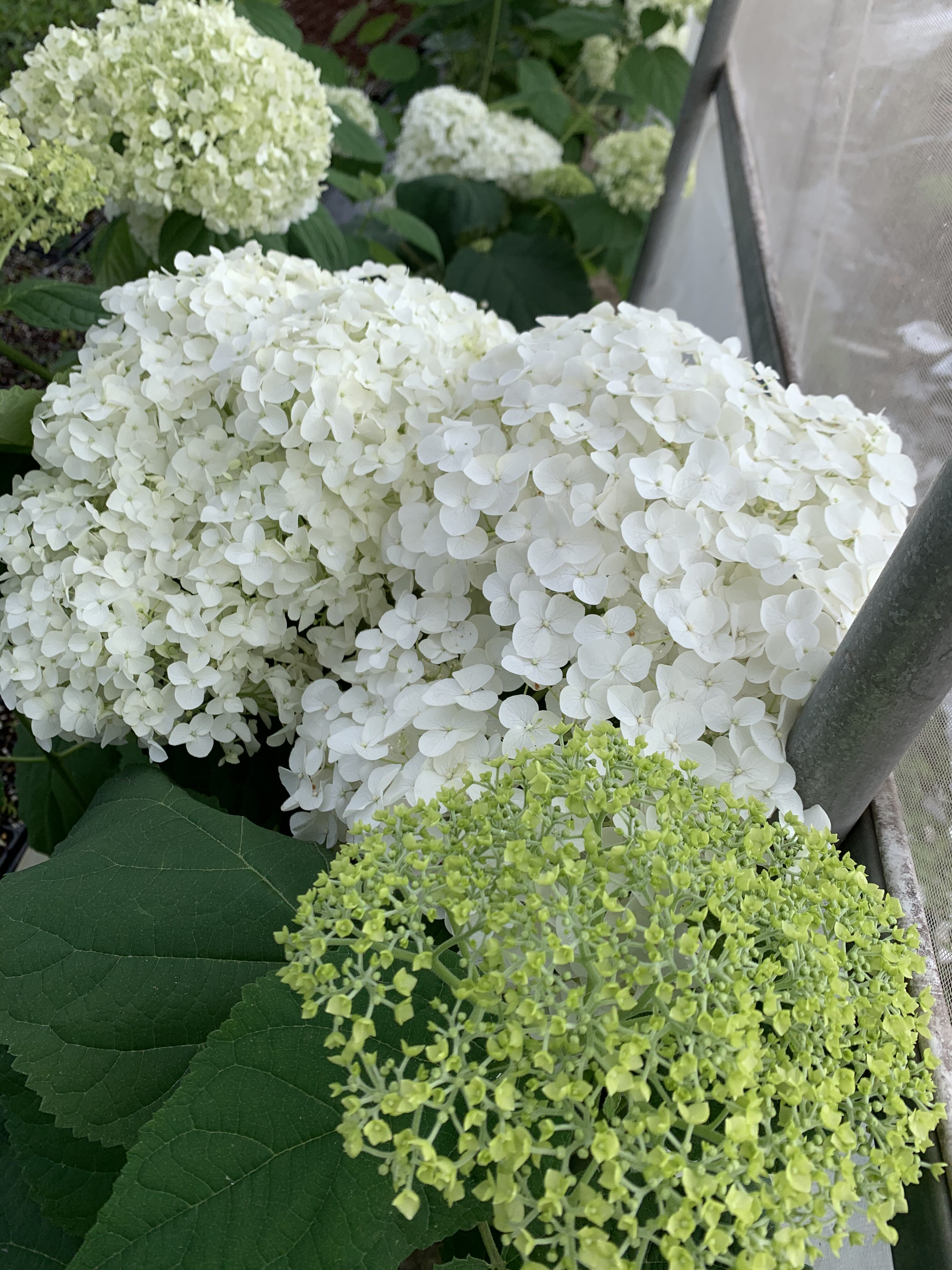 绣球玫瑰乔木圆锥小苗多品品种选项链接阳台时令草本花卉