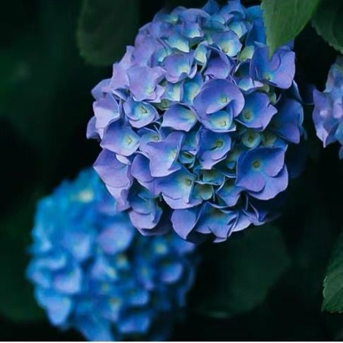 新品绣球罗斯花苗大花可调调色紫阳花易养植物时令草本花卉