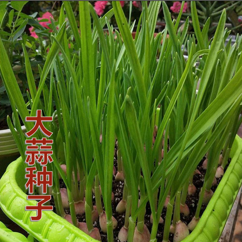 大蒜种子种籽农家土蒜蒜苔蒜种蒜苗阳台盆栽家庭园艺种子