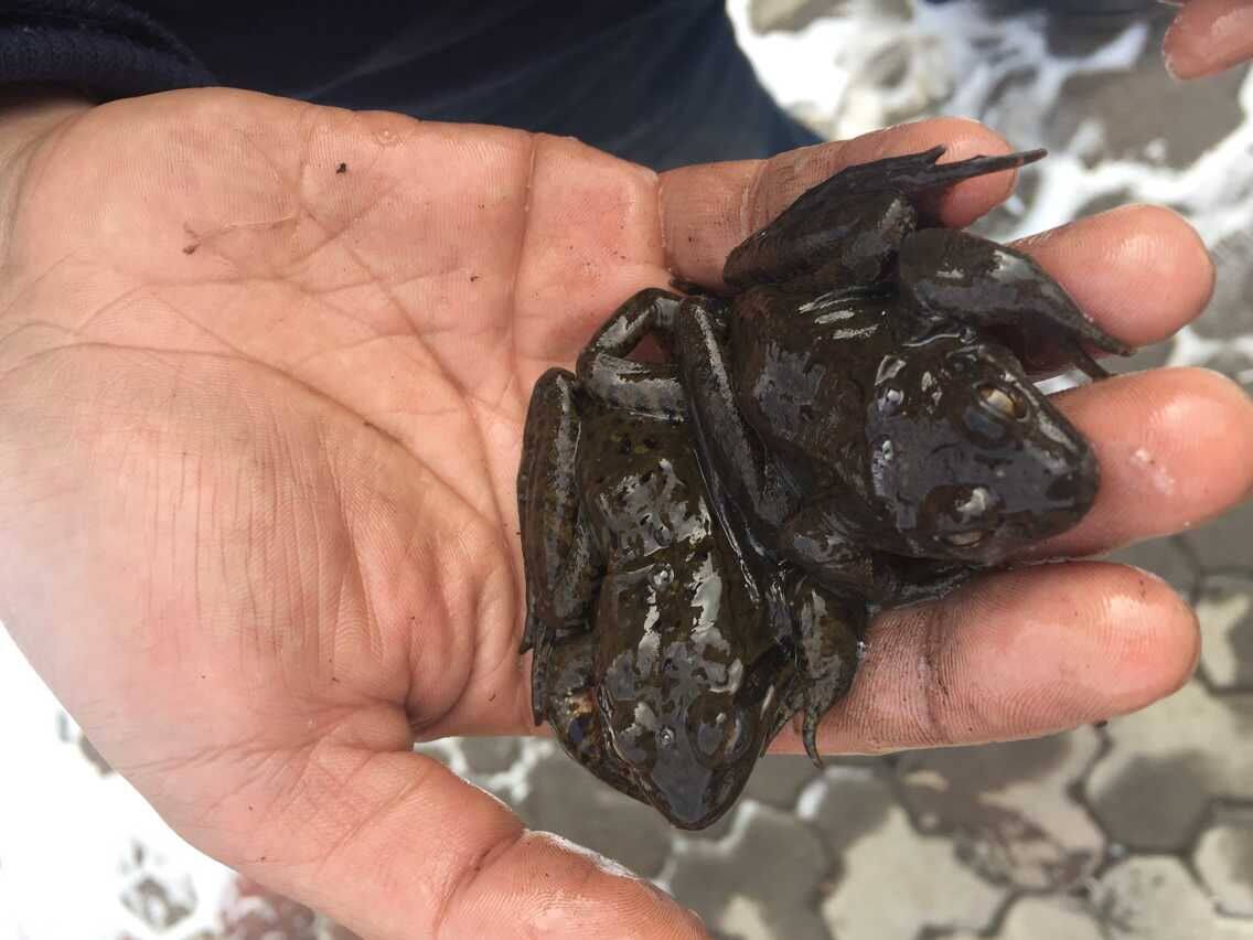 东北林蛙 蛤蟆 林蛙公雪蛤长白林蛙 林蛙活体鲜活公狗子 龙鱼食