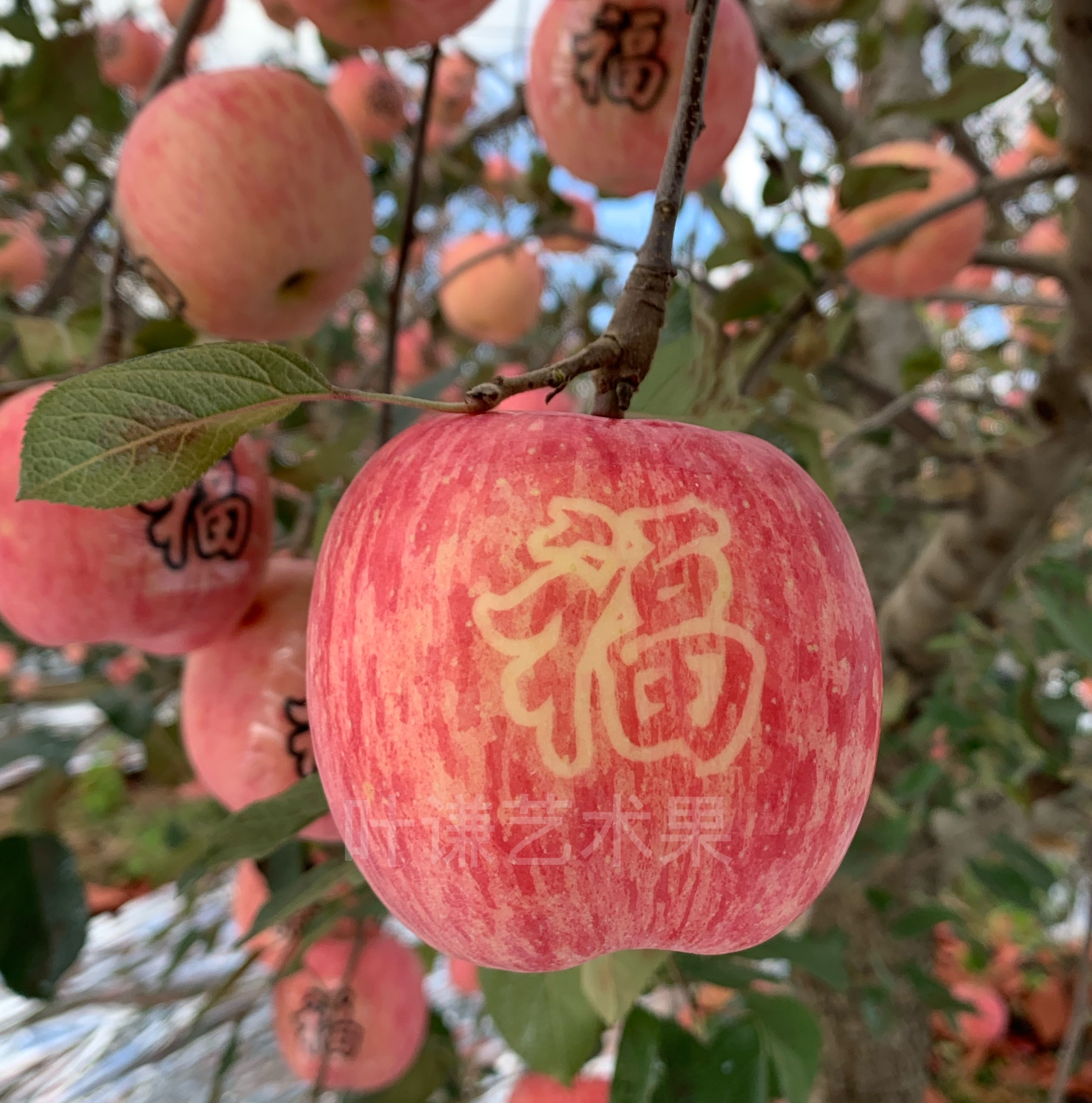 苹果圣诞烟台平安果贴字带字礼物包邮九个装福字苹果