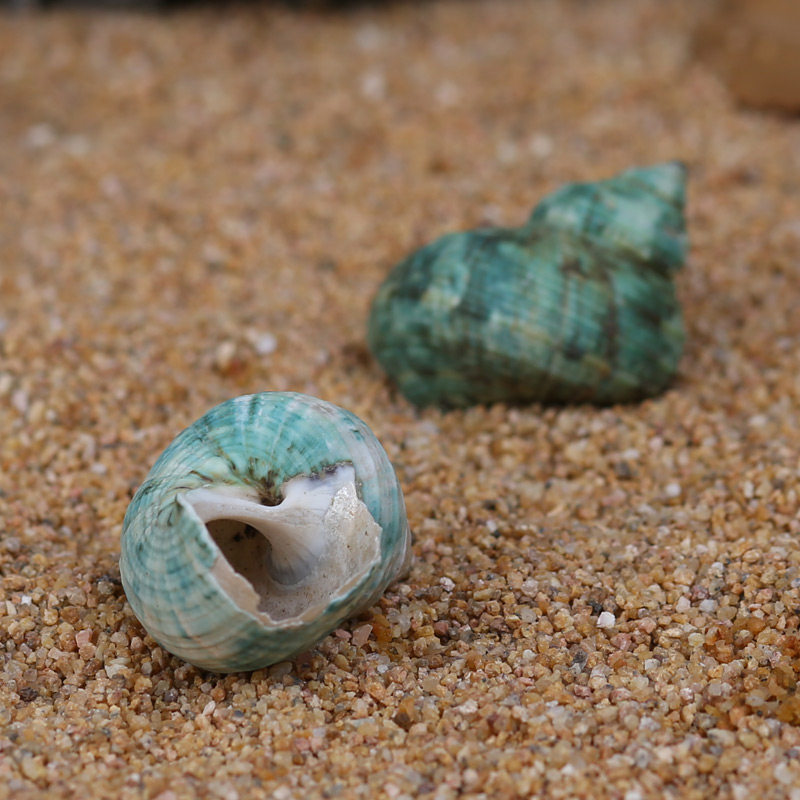 鱼缸装饰天然海螺贝壳绿螺水族造景绿蝾螺卷造景