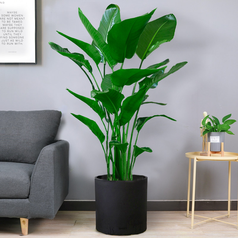 天堂鸟大型绿植盆栽室内客厅办公室北欧植物送货大型绿植