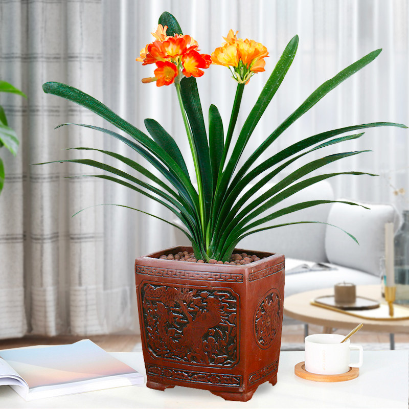 君子兰盆栽室内绿植好养客厅年宵植物送礼精品时令草本花卉