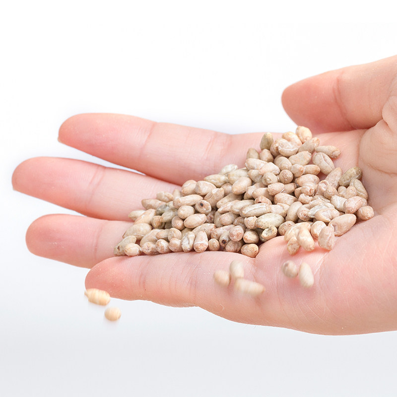 棉籽仁 棉花籽 棉仁 棉花籽种子 棉花子可食用去壳棉花籽 食用 包邮