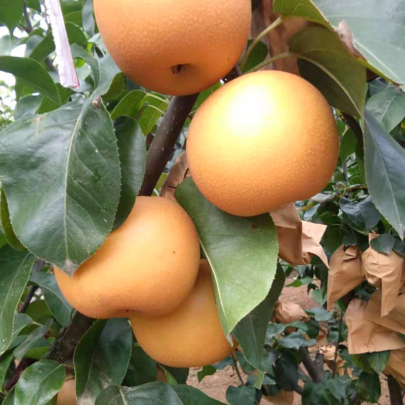 沙梨河南酸甜腌制梨子小沙野生洛阳王野生10斤梨