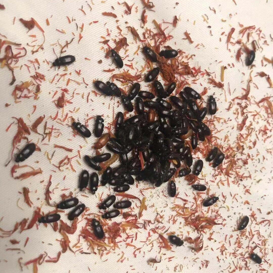 九龙专业养殖活体幼虫长寿虫药药材食材养生爬虫