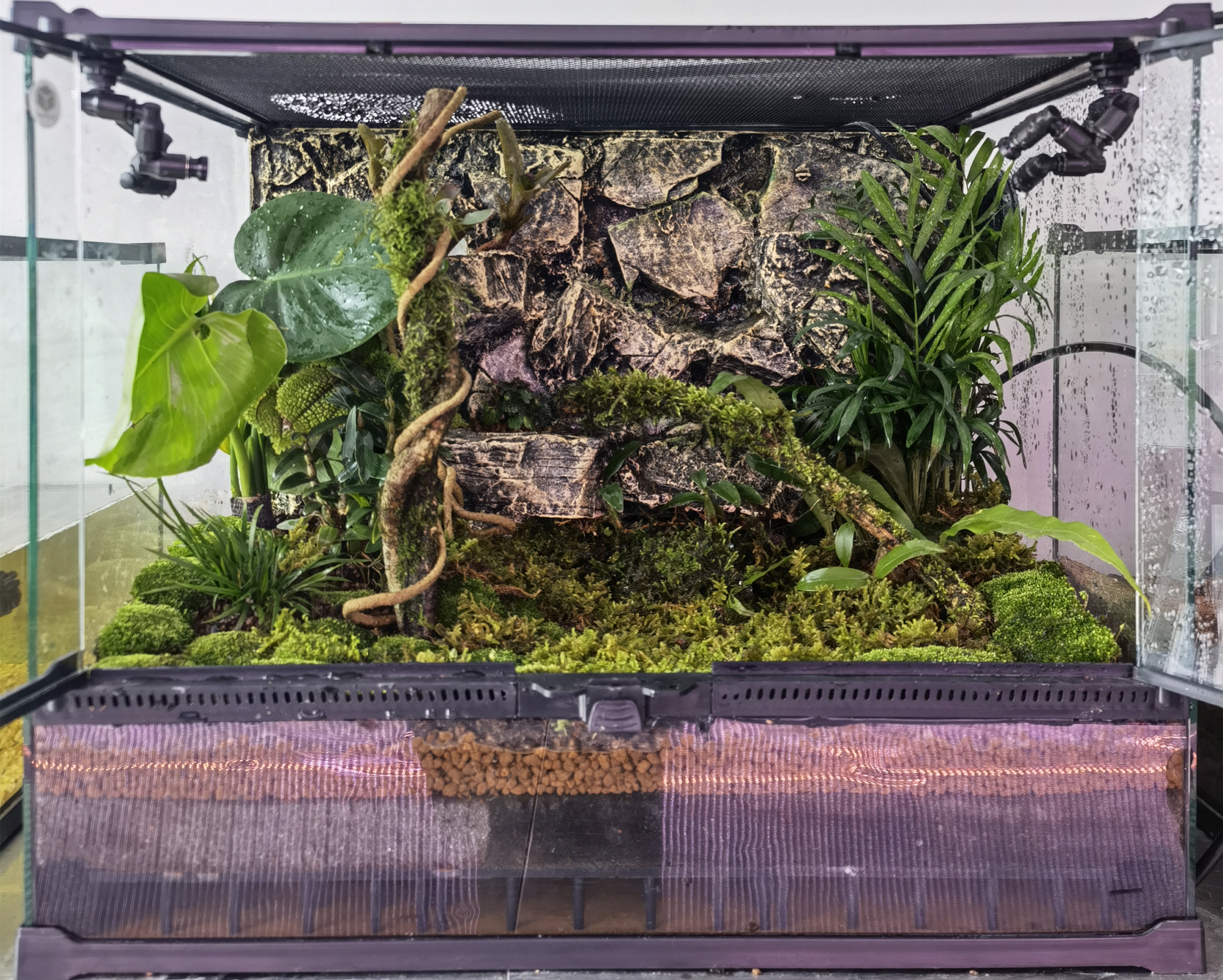 爬虫玻璃饲养套餐睫角守宫树蛙安乐玩具蛇守爬虫