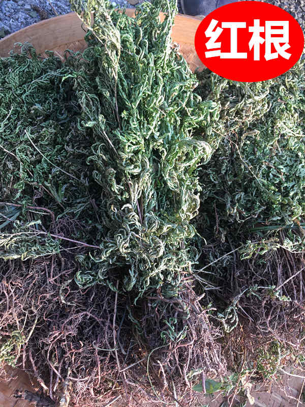 凤尾草野生新鲜金丝龙头鸡脚草金鸡尾井栏草金龙草石上柏地柏包邮