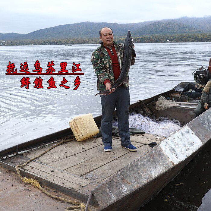 鳇鱼黑龙江抚远特产鲟鱼鲜活速冻黄鱼东北北七淡水鱼类