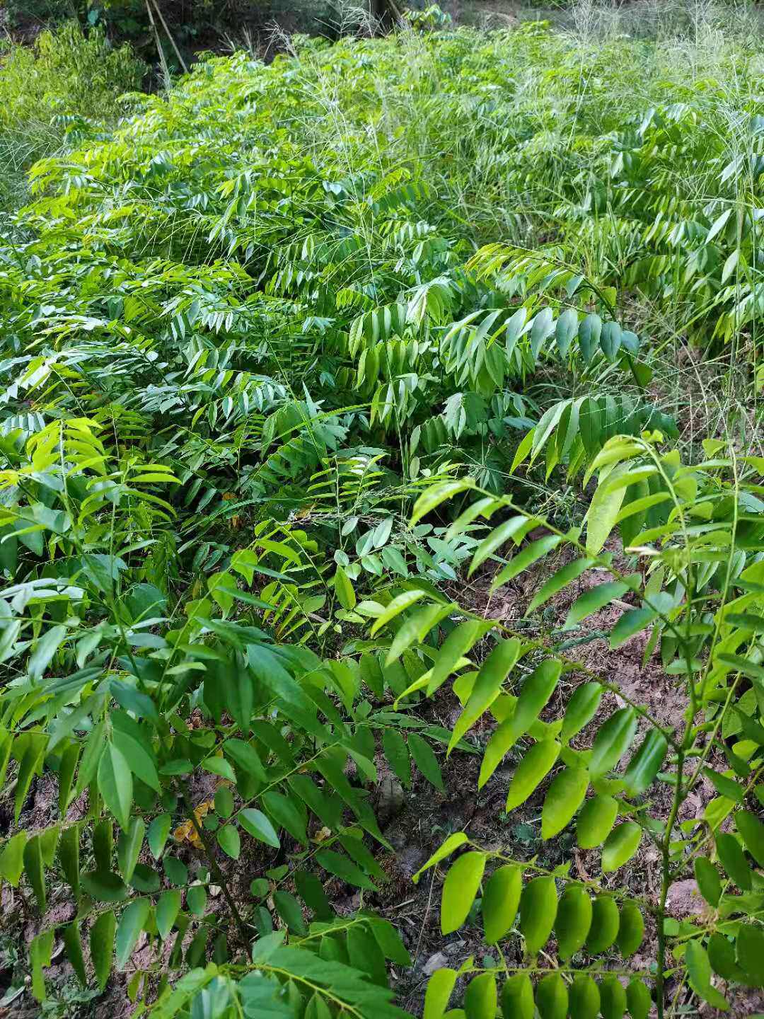 正宗海南黄花梨树降香黄檀树苗大名行道树