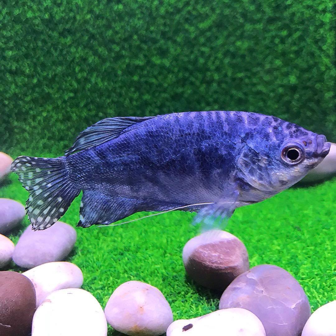 优惠券后1元,黄曼龙蓝曼龙鱼黄金马甲球珍珠马甲球