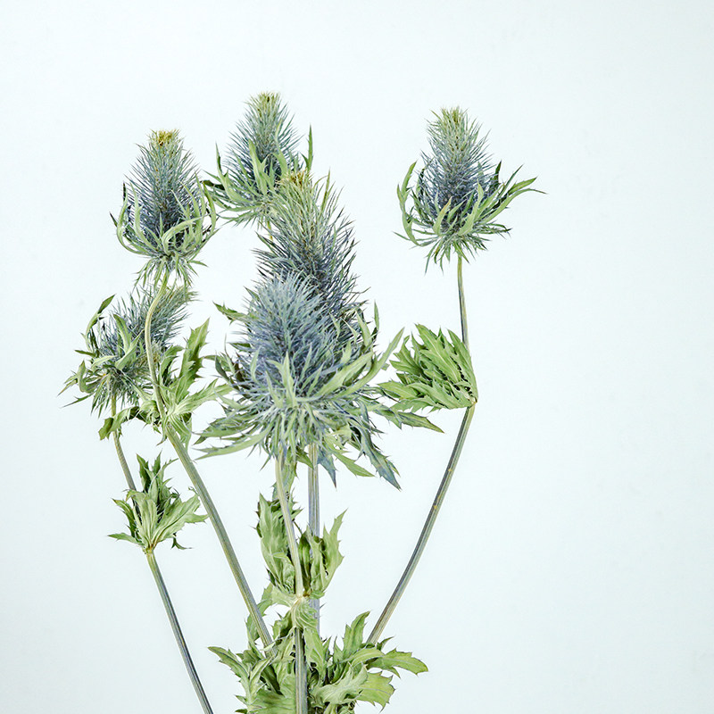 进口蓝刺芹高山刺芹欧洲高端鲜花配材类庭婚礼艺术家居瓶插花