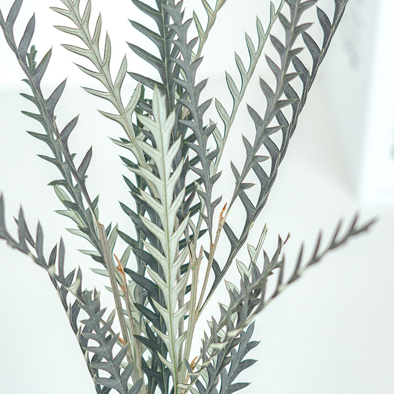 永生剑齿叶ins北欧欧风蕨类植物高山羊齿插花干花