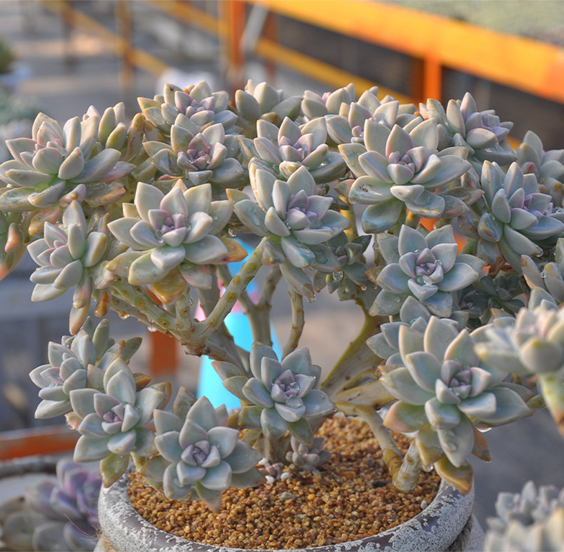 淡雪群生老桩多肉植物景天一物一拍绿植花卉多肉植物