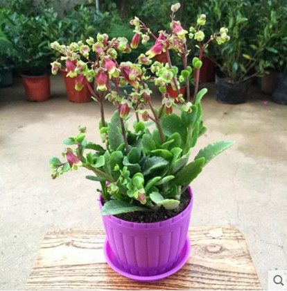 七彩宫灯长寿花苗盆栽倒挂金钟珍珠风铃红提灯室内阳台绿植盆栽