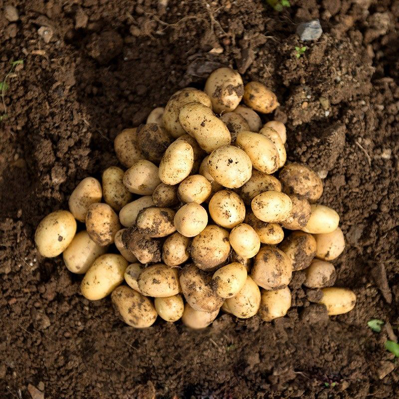 5斤装2021新鲜小土豆品种农家自种黄心洋芋马铃薯土豆