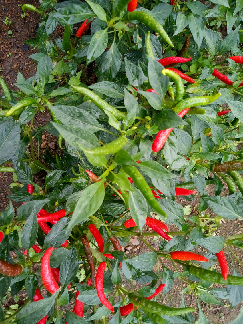 贵州特产遵义辣椒小米辣特朝天满天星红干海新一代辣椒粉料