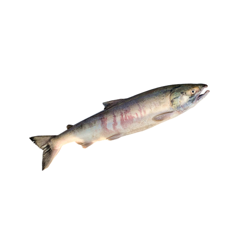 东北黑龙江土特产正宗抚远美食马哈鱼野生大马哈鱼新鲜冷速冻大鱼
