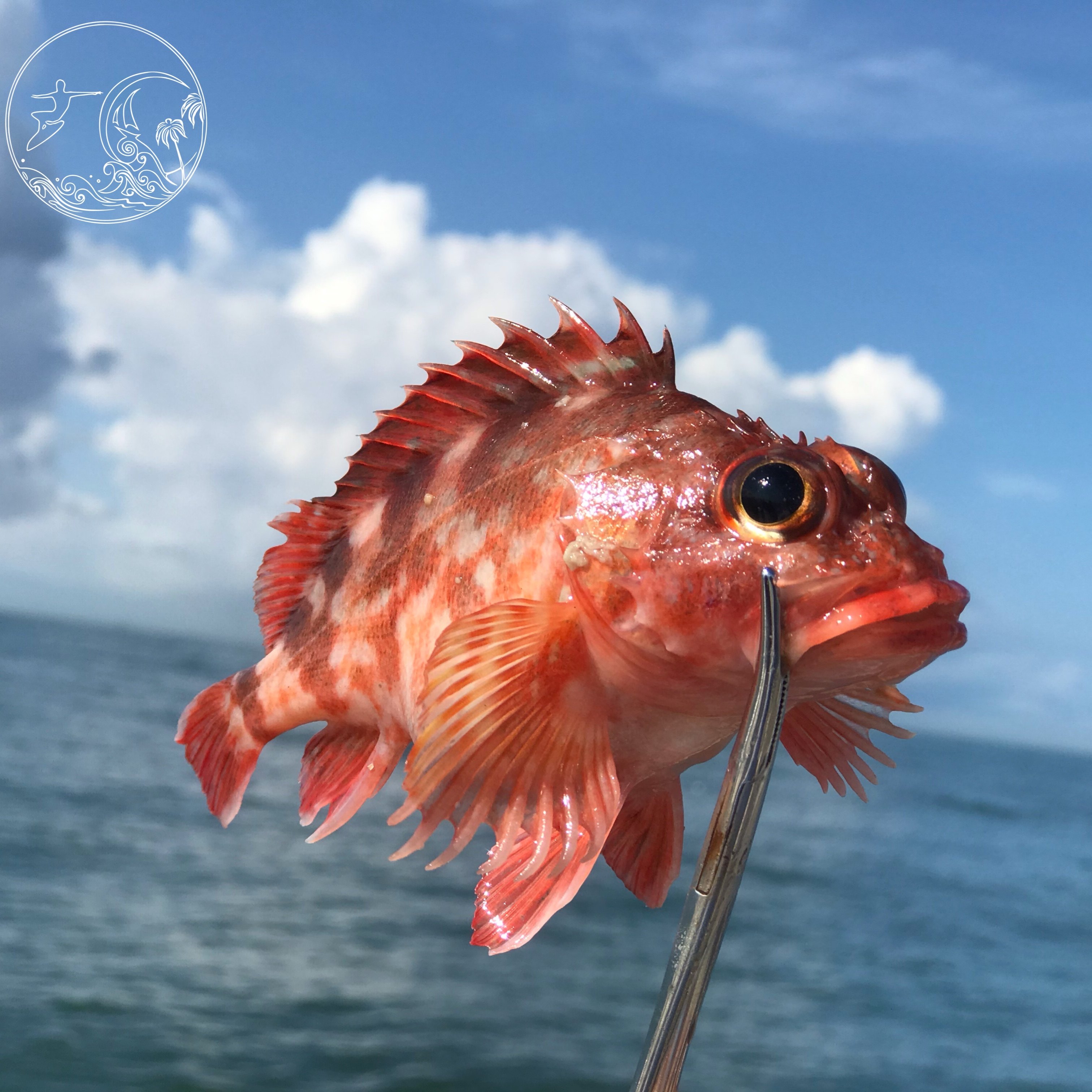 2斤装鲜活石九公野生石翁鱼虎头鱼小红斑水产斑鱼