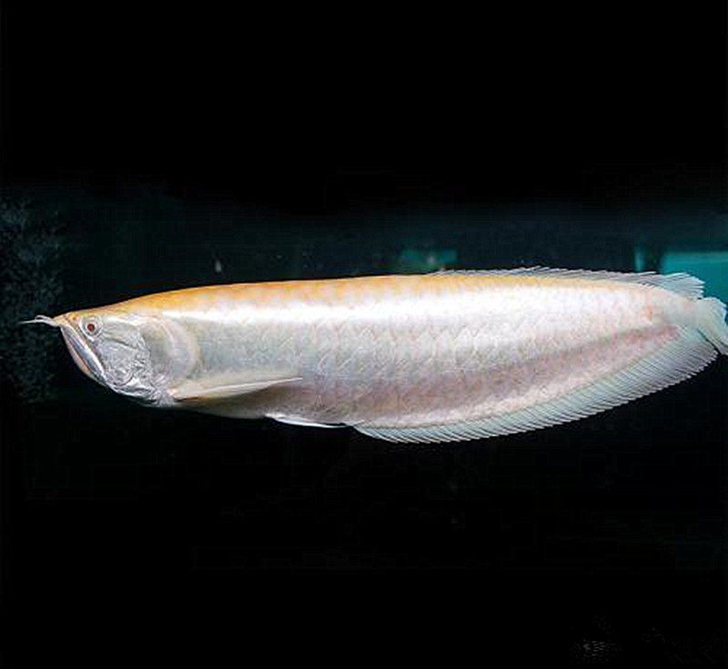 银龙龙鱼红眼白子黄化非洲黑龙黑带活体观赏鱼