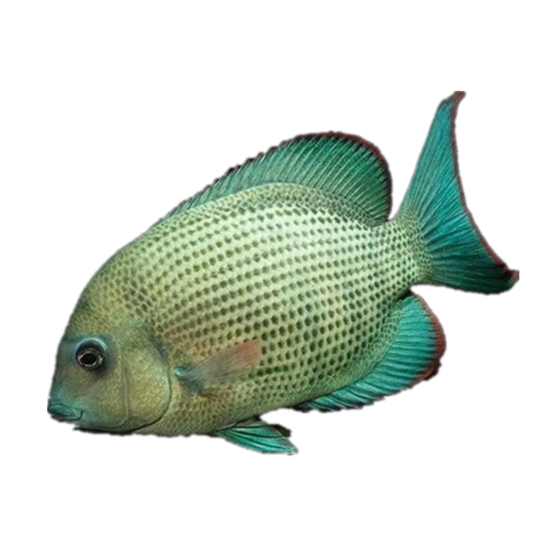 马拉莫拉莫宝石马娜莫马纳莫淡水热带鱼活体混养龙鱼鱼