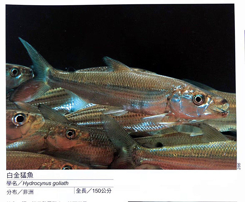 猛鱼大型加拉活体白金黄金黄金河金河哥伦比亚巨暴鱼