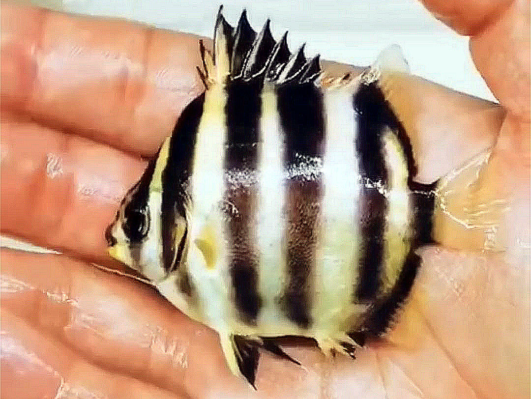 非洲金鼓马达加斯加产虎鱼活体热带观赏鱼鱼