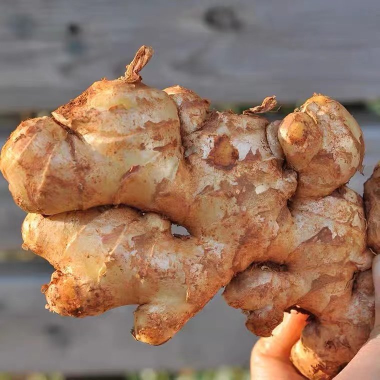 山地小黄黄姜生姜老姜农家自种月子姜无硫3斤生姜