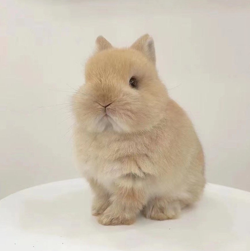 包邮纯种海棠侏儒活体茶杯迷你不大小型纯白兔