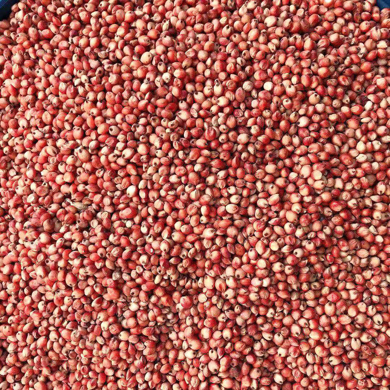 红高粱5斤鸽子原粮粮食饲料仓鼠鹦鹉斑鸪带皮鸟食