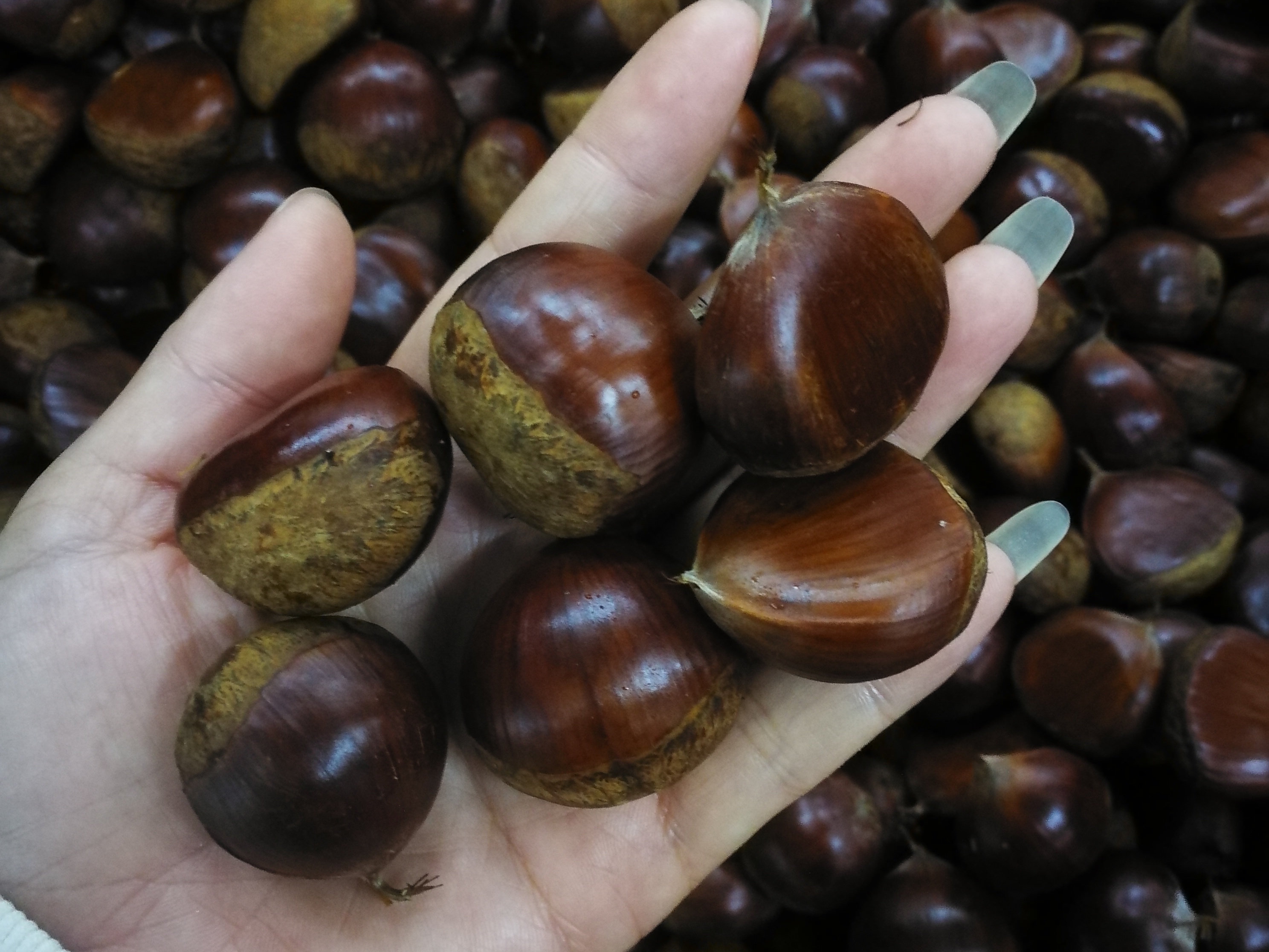 2021丹东新鲜板栗鲜栗子生5斤农家蔬菜去皮新鲜板栗