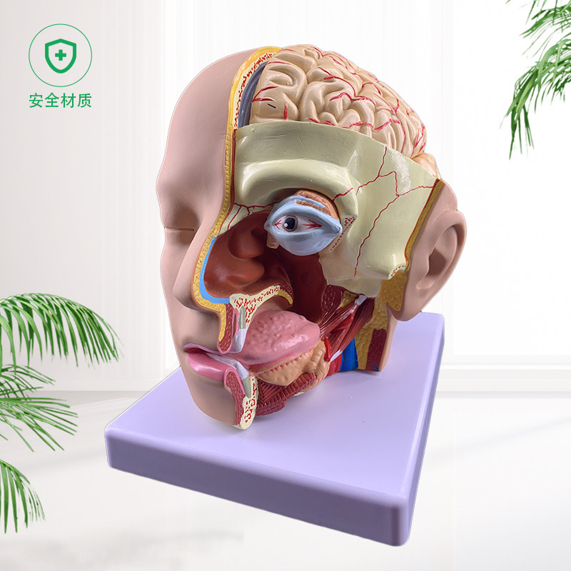 模型人体头部解剖附脑部件医院教学其他模型玩具